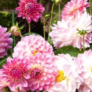 Meet your Posher, Jess